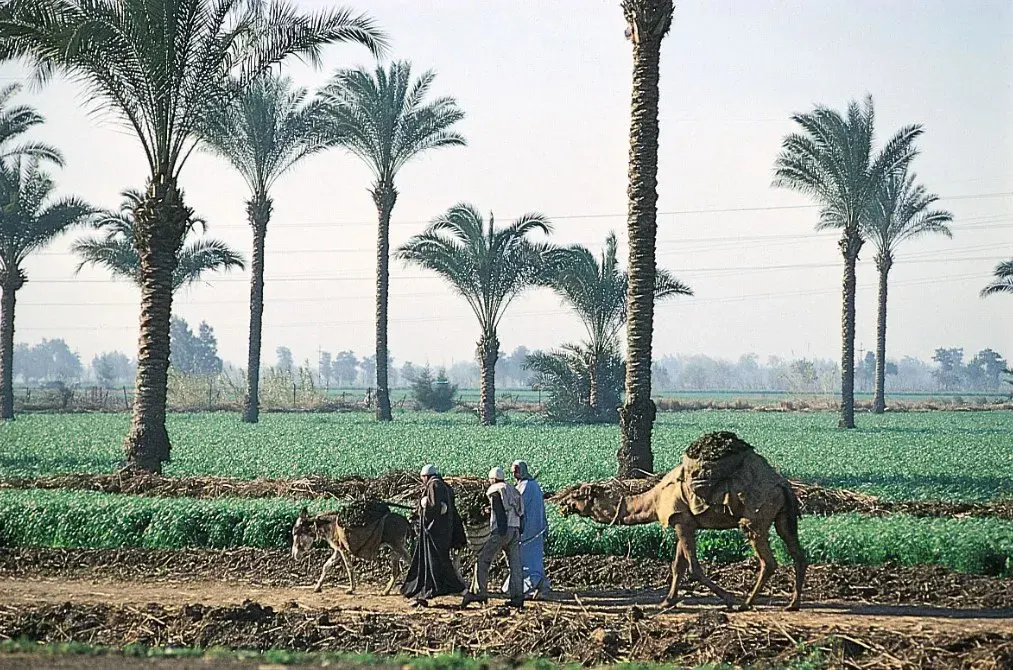 اراضي زراعية