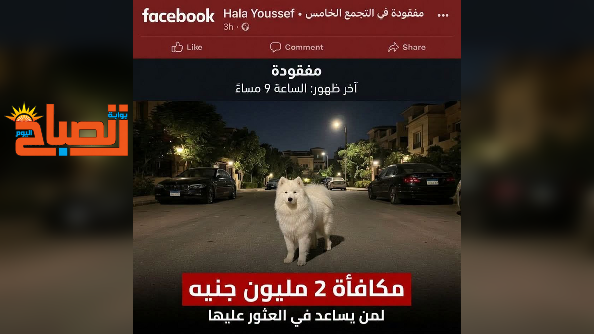 بعد رصد مليوني جنيه للعثور عليها.. مفاجأة في قصة الكلبة «سكرا» بالتجمع الخامس