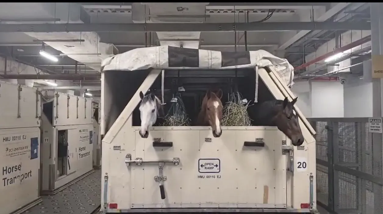 تهريب خيول  من قطر الي بلجيكا