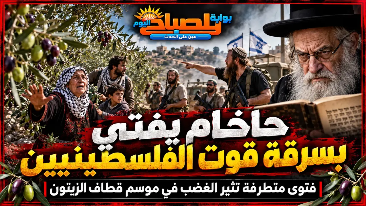 حاخام إسرائيلي يفتي بسرقة قوت الفلسطينيين.. فتوى تبيح نهب الزيتون