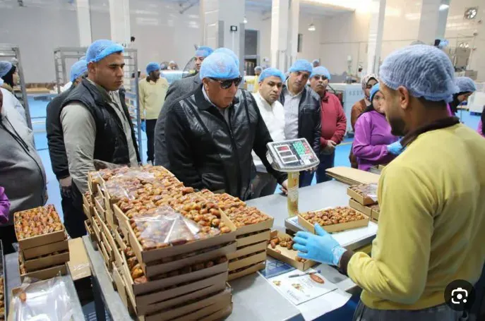 مجمع التمور بالوادي الجديد