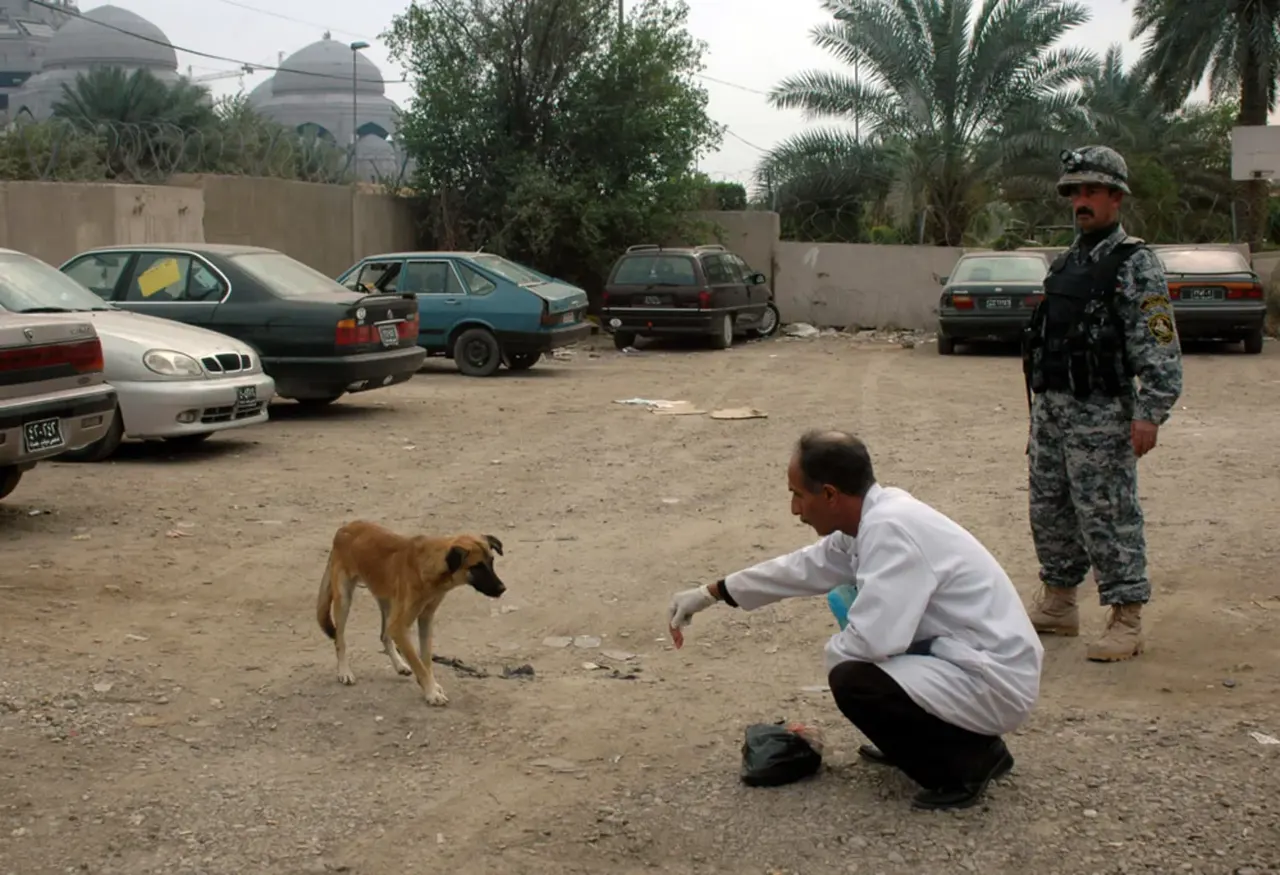 /artical/081123-dogs-hmed-10a.jpg