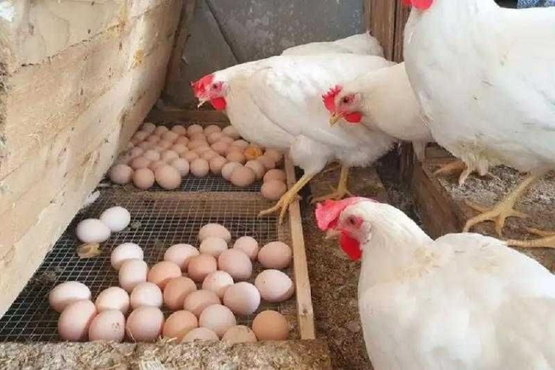 التكلفة الفعلية لكرتونة البيض 80 جنيهًا فقط: تحركات عاجلة وسريعة من الحكومة بعد الارتفاع الكبير في أسعار البيض