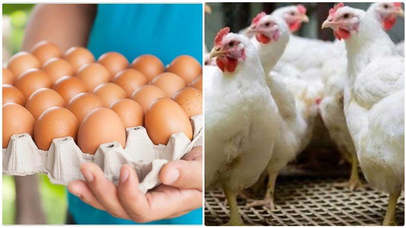 ”26 جنيه مرة واحدة” تراجع مفاجئ في أسعار الدواجن الان سعر كرتونة البيض مفاجأة للمستهلكين.. الفراخ وصلت كام ؟