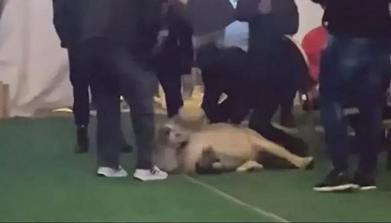 شاهد بالفديو: أسد يهاجم المدعوين في حفل زفاف