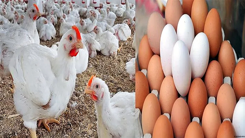 ”ارتفعت ١٠ جنيهات” ننشر قائمة أسعار الفراخ والبيض بعد الارتفاع شوف الكيلو بكام النهارده؟؟
