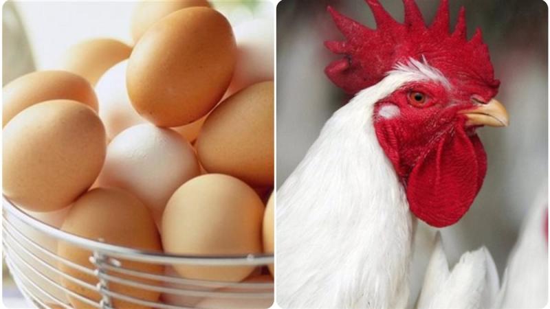 ارتفاع يضرب أسعار الفراخ والبانيه والبط قبل الكريسماس