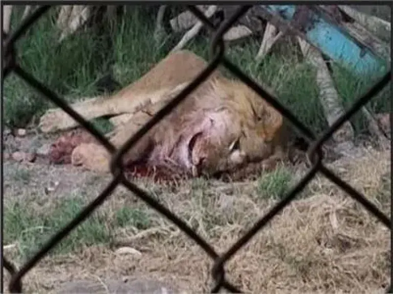 أسد يهاجم عامل بحديقة حيوان الفيوم ويلتهم جزءًا من رأسه (1) أسد يهاجم عامل بحديقة حيوان الفيوم ويلتهم جزءًا من رأسه (1)