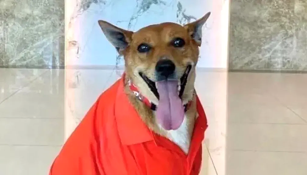 للكلاب حظوظ.. أميرة تتبني كلب يعاني من آثار الحزن