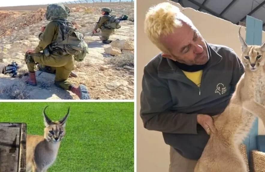 حيوان مفترس قادم من مصر يهاجم جنودًا إسرائيليين على الحدود.. الوشق المصري يثير الذعر في قاعدة عسكرية