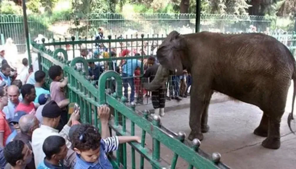 حديقة الحيوان بالجيزة تفتح أبوابها مجددًا في سبتمبر 2025.. تجربة ترفيهية عالمية بطابع مصري أصيل بعد تطوير شامل