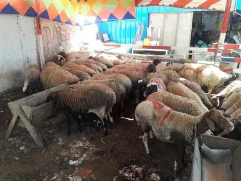 التموين تعلن حالة الطوارئ استعدادًا لعيد الأضحى وتطرح الأضاحي واللحوم بأسعار مخفضة