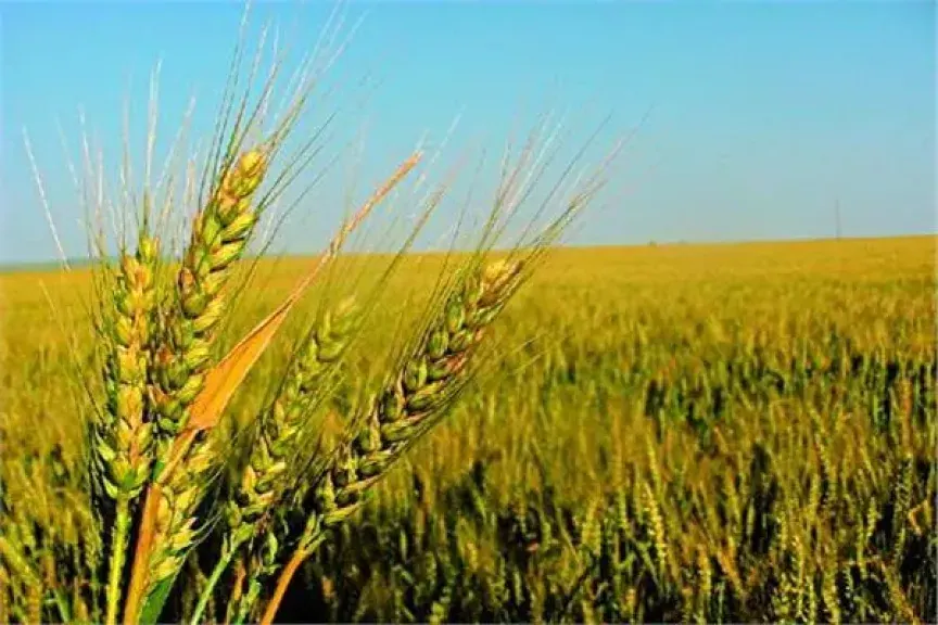 توريد القمح المحلي يتجاوز 3.5 مليون طن ومصر تقترب من تحقيق مستهدفات الموسم