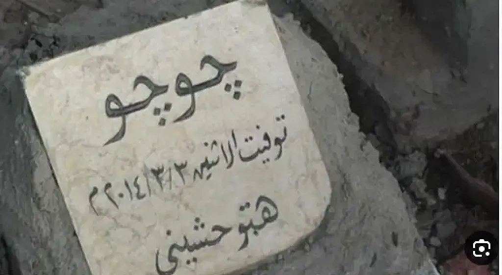 أصدقاء رحلوا وقصص وداع بلا دفن.. ”مقابر الحيوانات” في القاهرة: حب ينتهي في الشارع