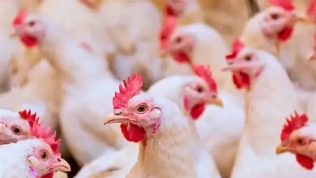 مفاجأة في سوق الدواجن.. نقيب الفلاحين: الفراخ ترجع لـ45 جنيهًا وعصر الغلاء انتهى