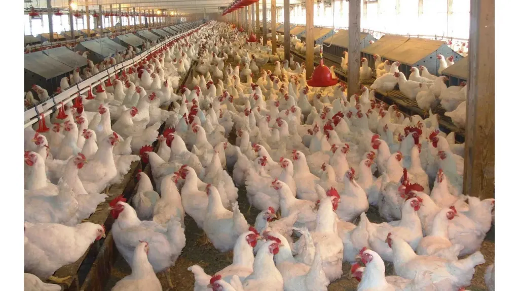 استقرار أسعار الفراخ البيضاء اليوم الإثنين 18 أغسطس 2025 بعد آخر زيادة