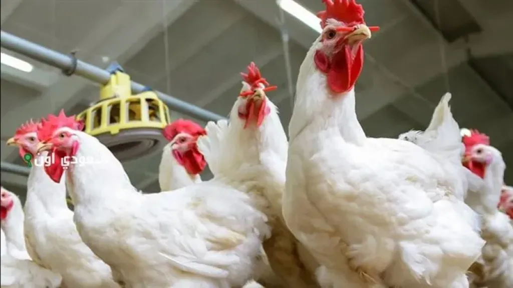 أسعار الفراخ والبيض اليوم الثلاثاء 10 سبتمبر 2025.. البانيه يواصل الارتفاع