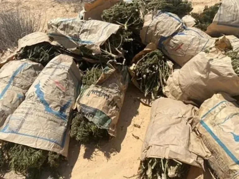 عملية أمنية كبرى.. الإطاحة بتشكيل عصابي لزراعة المخدرات بالإسماعيلية بقيمة 1.6 مليار