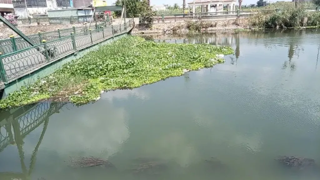 محافظة الغربية تعلن الطوارئ القصوى لمواجهة فيضان النيل.. تحذيرات للمواطنين وأراضٍ مهددة بالغرق