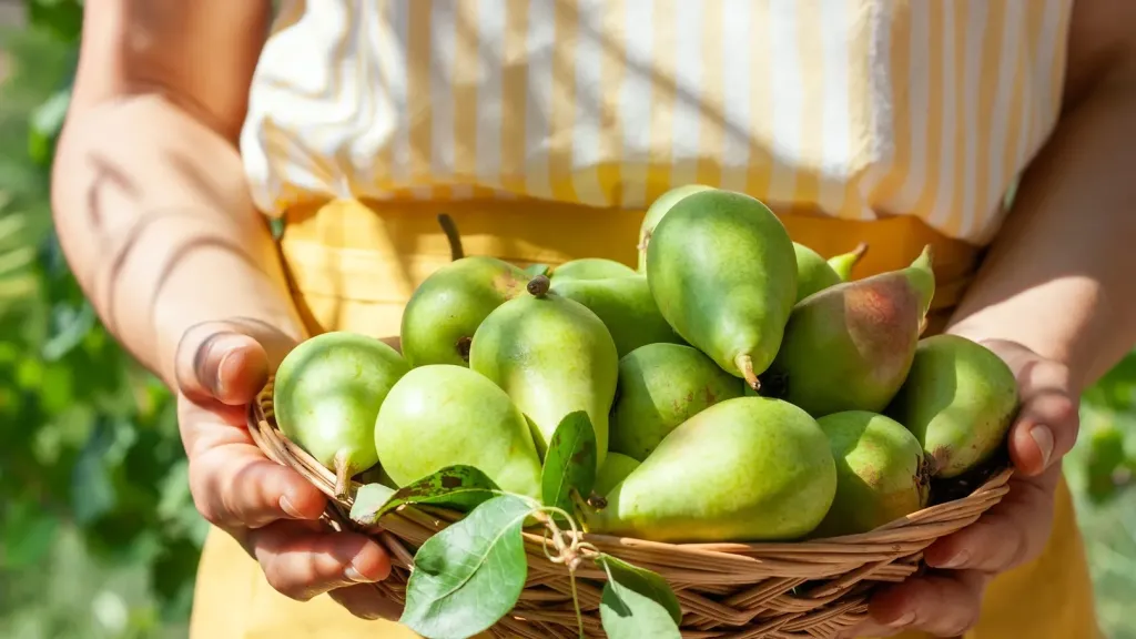 فاكهة واحدة يوميًا قد تغيّر صحتك.. الكمثرى تنظف وتحصّن وتمنحك التوازن