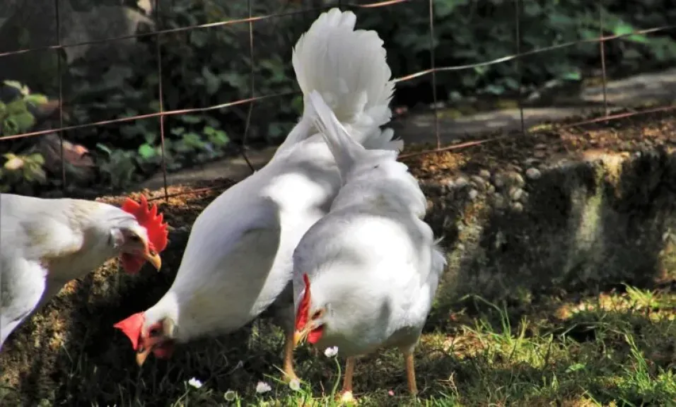 بورصة الدواجن تشتعل!.. الفراخ والبيض يواصلان الصعود اليوم السبت