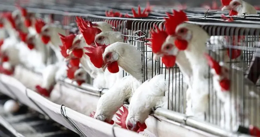 الدواجن تحرق الجيوب!.. أسعار اللحوم البيضاء والبيض ترتفع بشكل مفاجئ