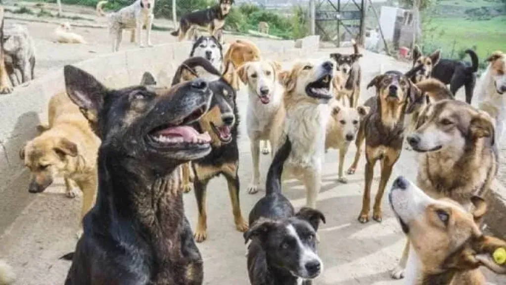 كارثة تهدد المجتمع.. 40 مليون كلب ضال في شوارع مصر وتحذيرات عاجلة من انهيار التوازن البيئي