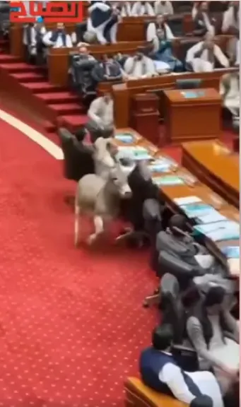 حمار يقتحم البرلمان الباكستاني.. واقعة طريفة تثير الفوضى و وفيدية يتصدر مواقع التواصل