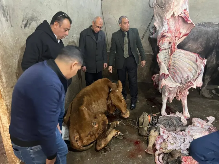 الزراعة .. تضبط 189 طن لحوم غير صالحة خلال أسبوع.. 256 محضرًا لحماية صحة المواطنين