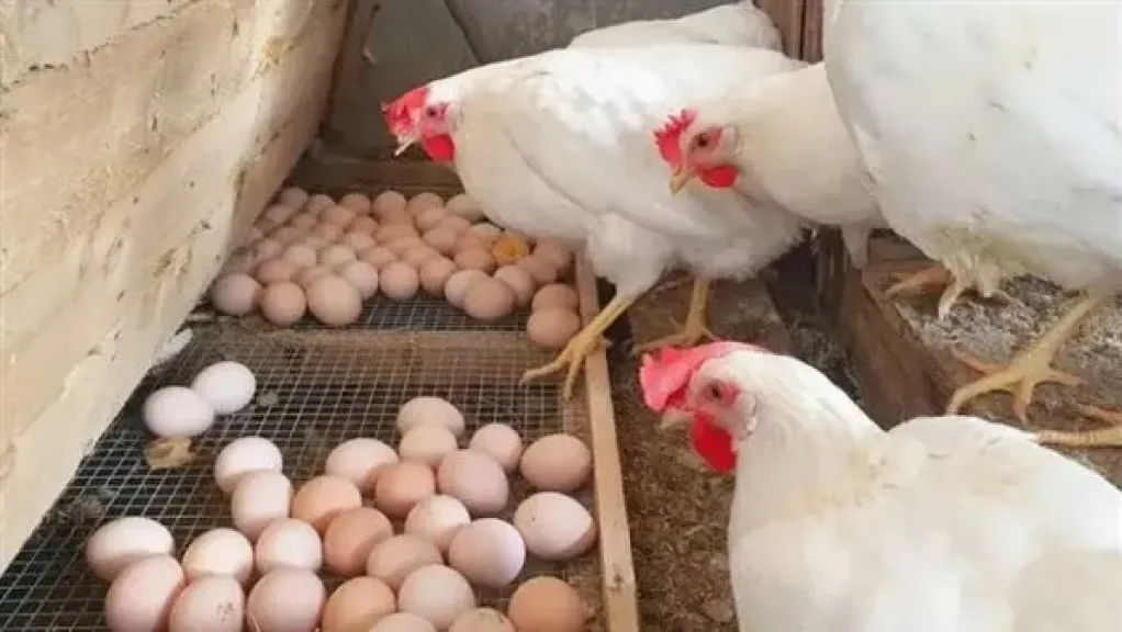 أسعار الفراخ والبيض اليوم الاثنين 15 ديسمبر 2025.. استقرار في الأسواق وبورصة الدواجن