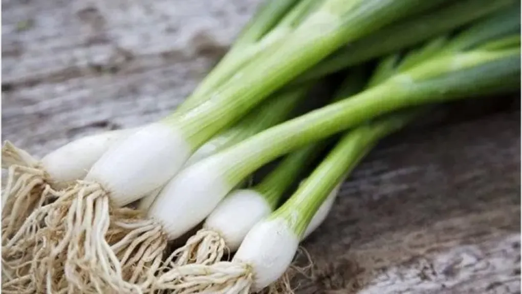 البصل الأخضر وفوائده الصحية المذهلة.. لماذا يجب إدخاله يوميًا في النظام الغذائي؟