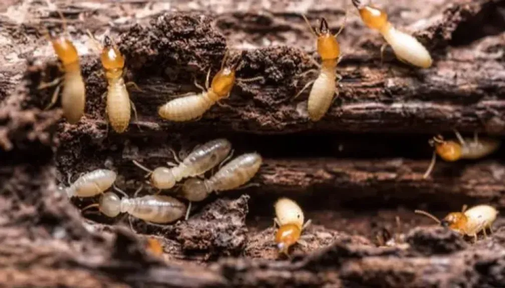 كائن بحجم حبة الأرز يهز قرية بالأقصر.. هل النمل الأبيض عدو صامت أم كنز علمي لإنتاج الطاقة النظيفة؟