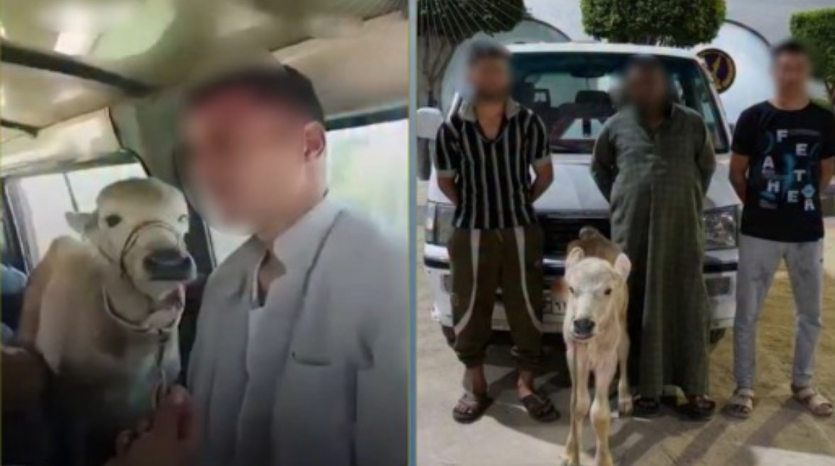 فيديو بقرة داخل سيارة أجرة يثير الجدل.. الداخلية تكشف الحقيقة وتضبط المتورطين في البحيرة