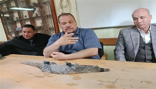 بعد اصطياده من مصرف الزوامل.. ما مصير تمساح الشرقية؟ - الوطن