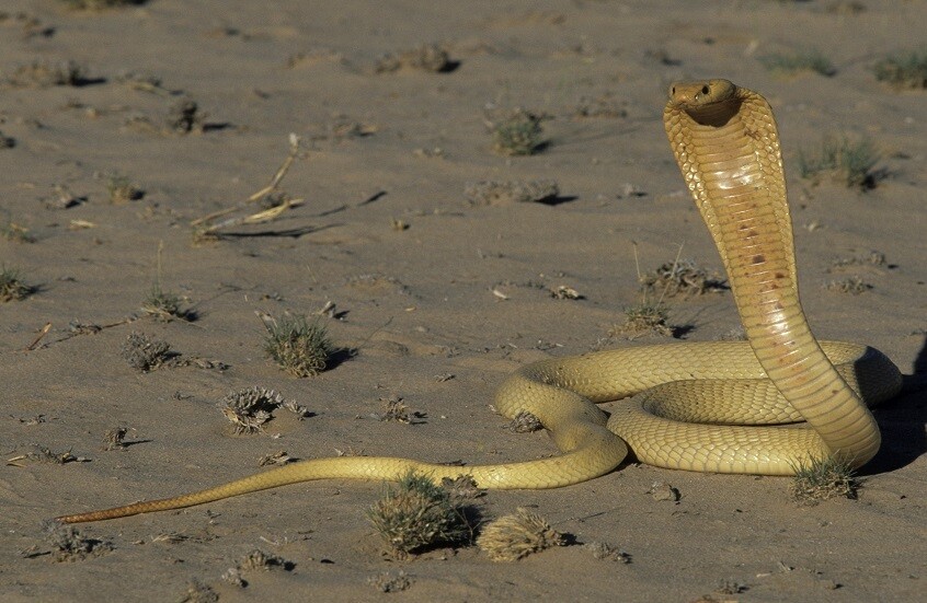 ابتكار ترياق لسموم أخطر 19 ثعبانا في العالم!