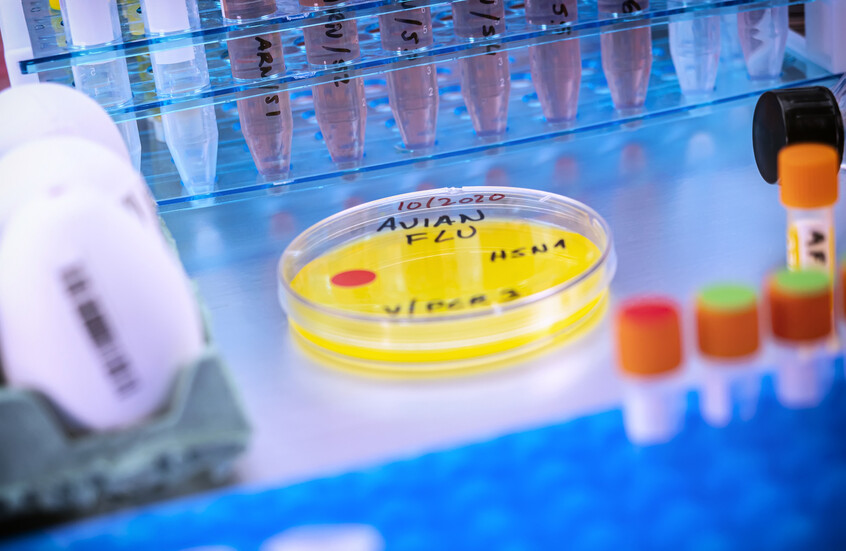 تسجيل أول إصابة بشرية بسلالة جديدة من إنفلونزا الطيور