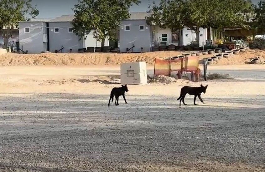 آلاف الكلاب "ذات الأصول المصرية" تحاصر المستوطنين الإسرائيليين على الحدود