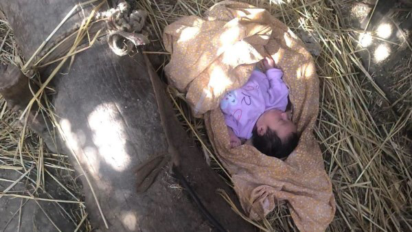 في واقعة مؤثرة.. العثور على طفلة رضيعة بجوار عشة وسط الأراضي الزراعية بالغربية