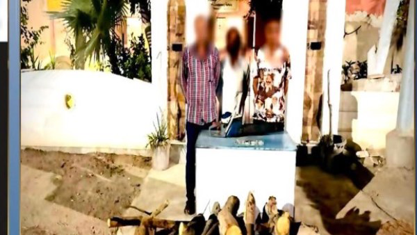 ضبط 3 أشخاص لقطع شجرتين بالغربية وبيع أخشابهما لتحقيق أرباح مالية