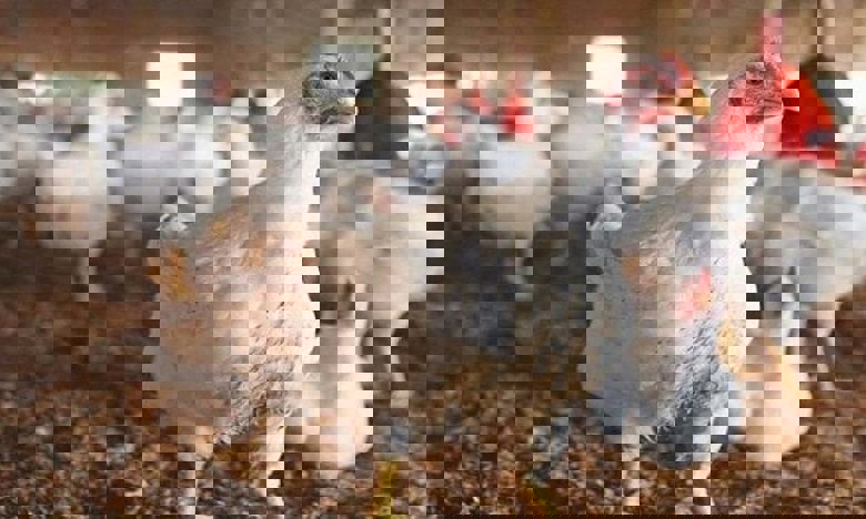 تحديث يومي | أسعار الفراخ البيضاء في بورصة الدواجن اليوم