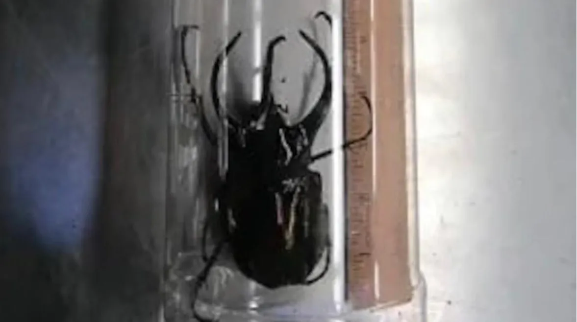 الجمارك الأمريكية تعثر على 37 خنفساء عملاقة مخبأة داخل وجبات خفيفة يابانية