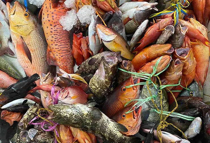 أسعار السمك اليوم في مصر.. استقرار نسبي مع اقتراب الاكتفاء الذاتي من الإنتاج