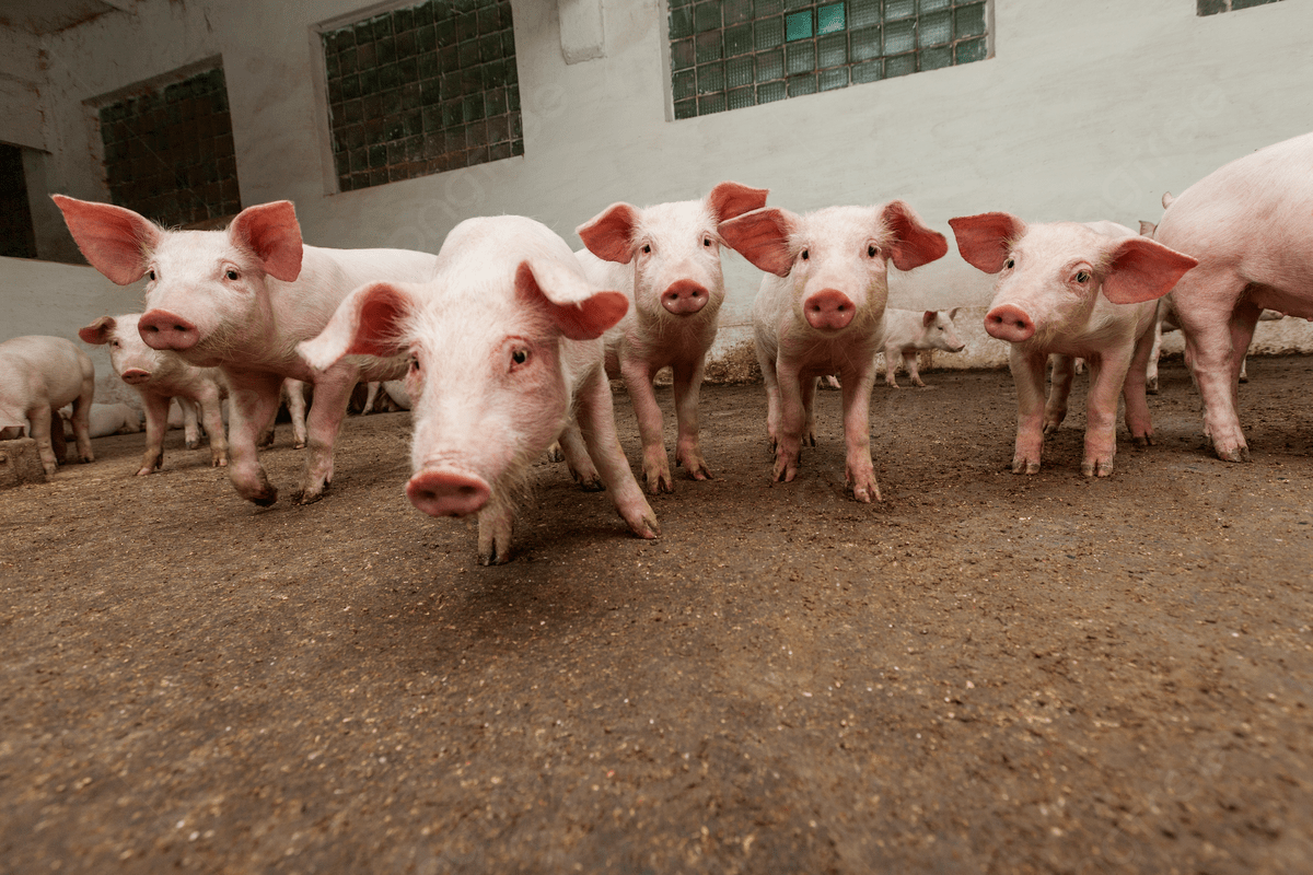 مزرعة خنازير مزرعة خنازير مجموعة صناعة لحم الخنزير صورة والصورة للتنزيل المجاني - Pngtree