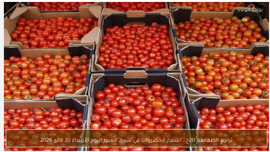«خليها تعفن».. هل كسرت مقاطعة المصريين جنون الطماطم أم كشف الغلاء فوضى السوق؟